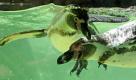 Zwei Humboldtpinguine baden in Ihrem Gehege im Landauer Zoo in der Südpfalz und stoßen an die Glasscheibe. Foto: dpa
