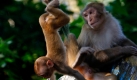 Ein Affenbaby vergnügt sich auf dem Gelände der buddhistischen Tempelanlagen Stupa vom Swayambunath in Kathmandu. Wegen der vielen Affen wird der Tempel auch Monkey -Tempel genannt. Foto: ap