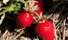 Sattrote Erdbeeren der Sorte Clery reifen im warmen Sonnenlicht auf einem Feld bei Waiblingen-Beinstein im Remstal. Über die süßen Früchte aus dem Remstal dürfen sich vor allem die Bewohner des Großraums Stuttgart freuen, die von hier aus mit frischem Obst und Gemüse beliefert werden. Foto: dapd