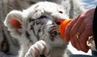 So klein und schon so großen Hunger: Die beiden sechs Wochen alten weißen Tigerbabys Rico und Kico nuckeln im Serengeti-Park in Hodenhagen an ihren Milchflaschen. Foto: ap
