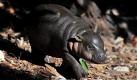 Kambiri, a pygmy hippopotamus calf, walks through the enclosure at Taronga Zoo in Sydney on 05 August 2010. Kambiri, who was born on June 26, is the first calf to be reared by its mother at the zoo in over 20 years. +++(c) dpa - Bildfunk+++ Foto: dpa