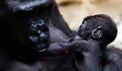 Gorilla-Mutter Dian lässt im Zoo in Frankfurt am Main ihr Baby Quembo an der Brust nuckeln. Das am 20. Dezember geborene Tier entwickele sich prächtig, die 22 Jahre alte Mutter kümmere sich rührend um ihr erstes Kind, sagte Zoodirektor Niekisch. Heute wurde das jüngste Mitglied der Frankfurter Gorilla-Familie offiziell vorgestellt.  Foto: dpa