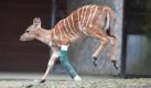 Hannover. Im Zoo Hannover springt Antilope Howard mit einem Gipsverband am linken Vorderbein durch sein Gehege. Wenn die Heilung weiter gut verläuft, kann der Gips in zwei Wochen wieder abgenommen werden, teilte die Tierärztin des Zoos mit. Foto: dapd