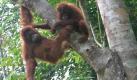 Der vor allem in den tropischen Wäldern Malaysias und Indonesiens beheimatete Orang-Utan ist ebenfalls bedroht - wegen der Waldrodungen zur Palmölproduktion. Die Affen werden sogar gejagt - und ihr Fleisch gegessen. Foto: dpa