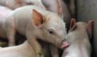 Der Schaum ist mysteriös und versetzt US-Bauern in Angst. Kein Forscher weiß, wo genau er herkommt. Doch wo er auftaucht, kommt es zur Explosion - und Schweineställe fliegen in die Luft. Hier geht's zum Bericht. Foto: dapd
