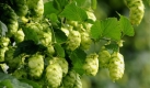 Hopfendolden hängen zum Beginn der Hopfenernte in Sachsen auf einer Anbaufläche der Agrargenossenschaft Naundorf-Niedergoseln an Hopfenpflanzen. Heute beginnt in Sachsen offiziell die Hopfenernte. Noch bis Ende September wird der Rohstoff für das liebste Getränk der Deutschen geerntet. Foto: ddp