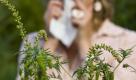 Wer gegen die nordamerikanische Pflanze allergisch ist, hat meist auch Probleme mit Beifuß. Foto: dpa