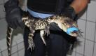 Dem möchte wohl keiner im Dunkeln begegnen: Dieses Krokodil ist fast einen Meter groß und befand sich in der Nacht auf Wanderschaft mitten im hessischen Groß-Rohrheim. Ein Anrufer meldete der Polizei gegen 2 Uhr nachts, er habe das exotische Tier auf dem Gehweg vor einem Motorradgeschäft gesehen. Beamte einer Polizeistreife fingen wenig später das Reptil ein und banden ihm das Maul zu. Als Besitzer des Krokodils ermittelten die Polizisten einen kleinen Zirkus, der derzeit in Groß-Rohrheim gastiert. Dort war das Tier ausgebüxt. Foto: ddp