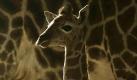 Das Giraffenjungtier Susi steht im Giraffengehege im Tierpark in Berlin - Friedrichsfelde. Susi wurde am Montag im Tierpark geboren.  Foto: ddp