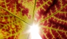 Heute beginnt auf der Nordhalbkugel der kalendarische Herbst. Während es bei uns stetig kühler und nasser wird, können sich die Menschen auf der Südhalbkugel freuen - dort endet der Winter. Der auch astronomisch genannte Herbstanfang richtet sich nach der Sonne. Sie steht am 22. September um 23.19 Uhr Mitteleuropäischer Sommerzeit senkrecht über dem Äquator.
 Foto: dpa