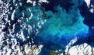 Eine farbenprächtige, riesige Planktonblüte im Norden Europas, aufgenommen von einem Sateliten. Sie ist mit einer Fläche von rund 136.000 Quadratkilometern größer als Griechenland. Plankton besteht aus mikroskopisch kleinen Bakterien, Pflanzen und Tieren. Foto: dpa