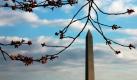Kirschblüten treiben vor dem Hintergrund des Washington Monuments in Washington aus. Foto: ap