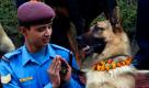 Ein nepalesischer Trainer für Polizeihunde grüßt in Kathmandu einen deutschen Schäferhund von der Polizeihundschulungseinrichtung, der brav Männchen macht. Zuvor wurde der Wauwau zusammen mit Artgenossen von den Trainern der Schule am Tag der Hundeverehrung angebetet. Der Ehrentag für Vierbeiner gehört zum Tiharfest, in dessen Rahmen auch Krähen und Kühen gehuldigt wird.  Foto: dpa