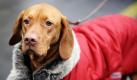 Magyar Vizsla trägt in Hannover bei einem Fototermin zur Heimtiermesse einen Wintermantel mit Pelzkragen für Hunde. Die Heimtiermesse findet von Freitag bis Sonntag auf dem Messegelände in Hannover statt. Foto: ddp