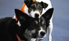 Etwa 9000 Hunde aus 20 Ländern treten bei der Messe Hund und Pferd in der Dortmunder Westfalenhalle zum Wettbewerb an. Wie die Veranstalter mitteilten, können die Besucher bis zum Sonntag Hunde aus 240 Rassen sehen - darunter seltene Exemplare wie den japanischen Kishu oder den Norwegischen Lundehund. Foto: ddp