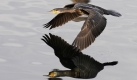 ARCHIV - Ein Kormoran spiegelt sich am 2. Februar 2009 im Bodensee bei Langenargen. Der Kormoran ist Vogel des Jahres 2010. Das teilten der Naturschutzbund Deutschland (NABU) und der Landesbund fuer Vogelschutz in Bayern (LBV) am Freitag, 9. Oktober 2009, in Berlin mit. (AP Photo/Felix Kaestle) --- FILE - A cormorant is reflected on the water of Lake of Constance near Langenargen, southern Germany, Monday, Feb.2, 2009. (AP Photo/Felix Kaestle) Foto: ap