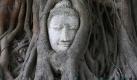 Schlafen im Baum: In den Ruinen eines Tempels in Thailand finden Gläubige und Touristen in den Wurzeln eines Baumes das Gesicht Buddhas . Foto: Barbara Walton Foto: dpa
