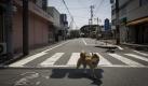 In this April 21, 2011 photo, a dog walks across a street in the deserted town of Futaba, inside the 20-kilometer (12-mile) evacuation zone around the crippled Fukushima Dai-ichi nuclear power plant in Fukushima Prefecture, northeastern Japan. Chernobyl and Fukushima are some 5,000 miles apart but have much in common. The towns nearest to each of these stricken nuclear power stations, in Ukraine and Japan, whose disasters struck 25 years apart, already reveal eerie similarities. (AP Photo/Sergey Ponomarev) ONE OF PAIR NO. 1  Foto: dapd