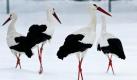 Vier Störche gehen im Tierpark Straubing im Schnee spazieren  in froher Erwartung steigender Temperaturen. Foto: dpa