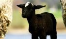 Ein erst wenige Tage altes Osterlamm weidet mit seiner Herde auf den Deichwiesen am Rhein bei Wesel. Die Tiere leisten damit einen wichtigen Beitrag zur Deichstabilisierung. Foto: dpa
