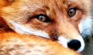 Im rheinland-pfälzischen Föhren ist wieder der schuhverrückte Fuchs auf Diebestour. Zwischen 200 und 250 Schuhe - vom Gummistiefel bis zu Pumps - hat der Fuchs im vergangenen Jahr bereits gestohlen. Jetzt im Frühling streift er erneut um die Häuser und klaut Schuhe, wo er nur kann.  Foto: dpa