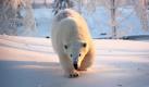 Der Eisbär Wilbär im Tierpark Orsa Björnpark geht in Schweden spazieren. Vor einem Jahr ist Wilbär vom Zoologisch-Botanischen Garten Wilhelma in Stuttgart nach Orsa 300 Kilometer nördlich von Stockholm umgezogen. Hier soll er nicht zuletzt für Nachwuchs sorgen, zeigt aber vorerst nicht das geringste Interesse an einer Paarung mit Ewa aus dem Rotterdamer Zoo. Foto: dpa