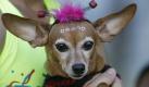 A costumed dog is seen during the dog street carnival parade in Rio de Janeiro, Sunday, Feb. 7, 2010. Hundreds gathered in the streets during one of the many parades before Carnival, which runs Feb. 12-16. (AP Photo/Silvia Izquierdo) Foto: ap