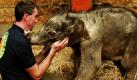 Blitzgeburt kurz vor Weihnachten:Elefantenbaby Jamuna Toni kuschelt sich im Tierpark Hellabrunn in München an Tierpfleger Robert Ostermeier.  Foto: ddp