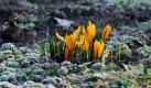 Blüten in Eiseskälte (Foto)