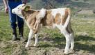 Ein sechsbeiniges Kalb? Sind die Kühe jetzt unter die Insekten gegangen? Doch Kalb Lilli aus der Schweiz hat seine beiden Extrabeine nicht am Boden, sondern sie baumeln vom Rücken. Weil aus ihr nie eine richtige Milchkuh werden kann, darf sie ganz entspannt auf der Alm stehen. Hier geht's zur Meldung. Foto: dapd