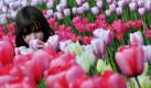 Koblenz. Am Tag der Eröffnung der Bundesgartenschau riecht die siebenjährige Margrit zwischen Tulpenbeeten an einer Blume. Zur ersten Blumenschau in Rheinland-Pfalz werden bis zum 16.10.2011 zwei Millionen Besucher erwartet. Foto: dpa
