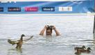 Der Kroate Tomislav Soldo wird im Ziel des 25-Kilometer-Wettbewerbs bei der Freiwasser-EM in Budapest von Enten empfangen.  Foto: dpa