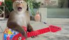 Der Affe im MP3-Player (Foto)