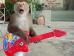 Der Affe im MP3-Player (Foto)