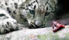 Zoo (Foto)