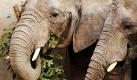 Zwei afrikanische Elefanten fressen im Thüringer Zoopark in Erfurt Weihnachtsbäume. Der ungewohnte Snack kam von den Erfurter Stadtwerken, die den Zoo mit nicht verkauften, unbehandelten Weihnachtsbäumen vom Erfurter Weihnachtsmarkt belieferten. Foto: dapd