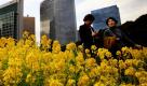 Besucher des Hama-Rikyu-Gardens in Tokio genießen den Anblick der farbenprächtigen Rapsblüten. Foto: ap