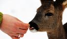 Corinna Michelsen füttert das neun Monate alte Reh Rieke in Bokelberge bei Gifhorn. Vor drei Wochen lag das Reh geschwächt vor einer Hofeinfahrt, seit dem lebt das Tier bei der Tierheilpraktikerin und teilt Haus und Hof mit den Menschen. Foto: dpa