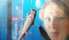 Besucherin Angela Stähler betrachtet in Jesewitz in Nordsachsen afrikanische Welse in einem Aquarium der Agrargenossenschaft Jesewitz. Dort wurde eine Aquakultur-Anlage zur Aufzucht der Fische in Betrieb genommen. Dies oll pro Jahr bald 100 Tonnen Welsfleisch einbringen. Foto: dapd