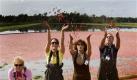 In this photo provided by the Wisconsin State Cranberry Growers Association, from left, Philine Weeber of the Netherlands, Louisa Galligani of Australia, Gabriele Novotny of Austria and Paul Molleman of the Netherlands throw cranberries in a marsh in Wisconsin Rapids, Wis., Thursday, Sept. 24, 2009 They were visiting the United States along with representatives from 12 countries to learn how cranberries are grown and harvested. (AP Photo/Wisconsin State Cranberry Growers Association, Andy Manis) Foto: ap