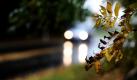 Nach einem goldenen September mit sommerlichen Temperaturen macht sich nun der Herbst mit nasskaltem Wetter bemerkbar. Wie hier auf einer Straße bei Bitburg in der Südeifel verfärben sich die Blätter derweil überall. Eine Kaltfront sorgt in den nächsten Tagen für kühles und windiges Schauerwetter, wie der Deutsche Wetterdienst mitteilt. Foto: dapd