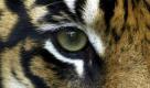 ARCHIV - Ein Sumatra-Tiger im Zoo von Dublin (Archivfoto vom 16.03.2004). Tiger müssen nach Ansicht der Umweltstiftung WWF auch künftig vom Handel ausgeschlossen bleiben. Höchstens 7000 der gestreiften Großkatzen gebe es noch auf der Erde, vor 100 Jahren seien es noch 100 000 gewesen, teilte der World Wide Fund for Nature (WWF) Deutschland am Dienstag (17.04.2007) in Frankfurt mit. Die Teilnehmer der Welt-Tiger-Konferenz, die noch bis Mittwoch im nepalesischen Kathmandu tage, sollten sich gemeinsam für den Schutz der vor allem von Wilderern bedrohten Tiere stark machen. Foto: Haydon West (zu dpa 0470 vom 17.04.2007) +++(c) dpa - Bildfunk+++
pixel Foto: dpa