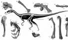 Eine grafische Darstellung der wichtigsten Merkmale von Saurierskeletten, die bei Ghost Ranch im US-Bundesstaat New Mexico gefunden wurden. Foto: dpa