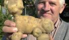 ... imitieren real existierende Geschöpfe. In diesem Fall hebt Hobbylandwirt Herbert Bademer den Kartoffelhund vor die Kameralinse. Foto: dpa