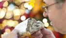 Weihnachten ist nicht mehr weit: Bäckermeister Ulrich Rode testet in Magdeburg während einer Stollenprüfung des Landesinnungsverbandes des Bäckerhandwerks Sachsen-Anhalt einen Mohnstollen. Die teilnehmenden Bäcker stellten sich mit ihren Stollen einer kritischen Bewertung. Foto: dapd