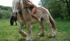 Nacktreiten (Foto)