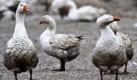 Gänse weiden in Thiendorf, Sachsen, im Freigehege. Gänsebraten ist das traditionelle Weihnachts-Festtagsessen in Deutschland, daher bleibt vielen Gänsen ungefähr eine Woche zum Leben. Foto: ap