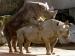 Nashorn-Sex (Foto)