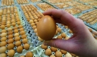 Der Cholesterinspiegel galt lange als Bösewicht, wenn es um Herzkreislauferkrankungen ging. Die Werte sind im Blut abzulesen.  Foto: ddp