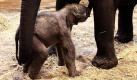 Ein kleines Schwergewicht ist die neueste Bewohnerin des australischen Taronga Zoos in Sydney: Die noch namenlose Elefantendame (hier mit Mama Pak Boon) wiegt 120 Kilogramm und ist das erste weibliche Elefantenbaby, das in dem Zoo geboren wurde.  Foto: dpa